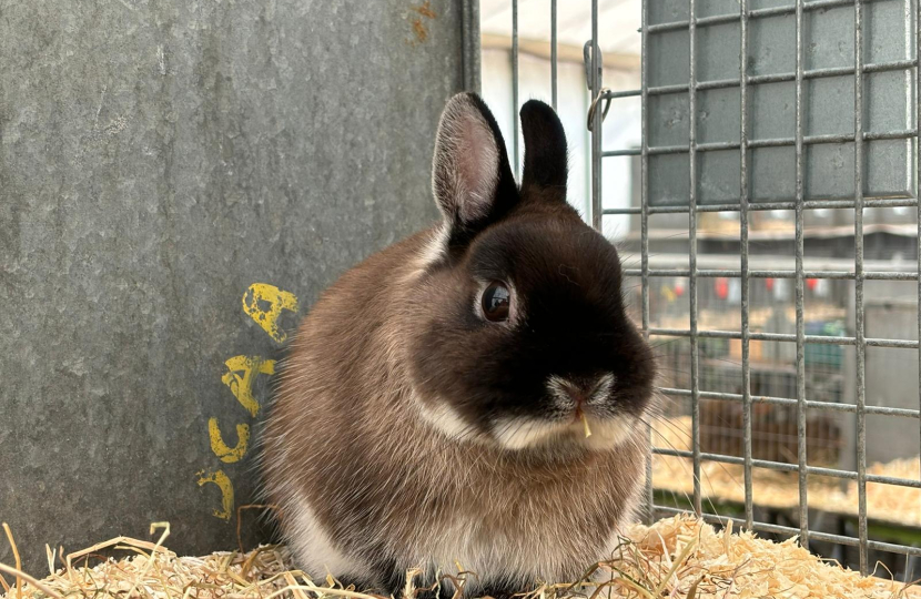 A bunny at the show